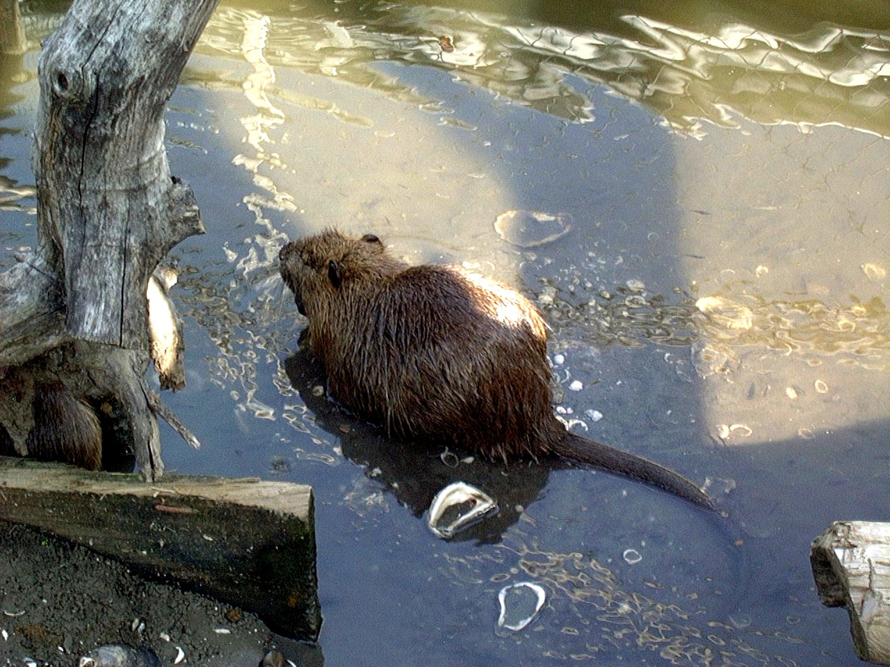 ../Images/8-2-02 Cypress Swamp Tour 06.jpg